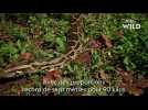 Serpents : cobra royal, mamba noir, bongare... les prédateurs sur National Geographic Channel