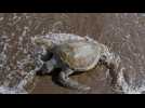Aux Emirats arabes unis, les tortues menacées par la pollution plastique