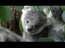 Australie : le koala est désormais une espèce officiellement en danger