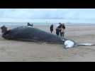 Pas-de-Calais: une baleine à bosse de presque dix mètres s'échoue sur la plage