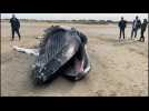 Calais: une baleine à bosse échouée sur la plage