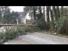 A Wimille, un arbre est tombé sur la route d'Auchan à cause des bourrasques