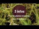 3 infos sur les plantes invasives