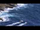 Hunt on for great white shark that killed Sydney swimmer