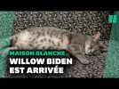Willow, la chatte de Jill et Joe Biden est à la Maison Blanche
