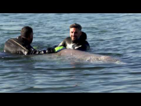 Rescue efforts underway for small whale stranded on Athens coast