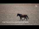 Elincourt : un cheval en cavale !