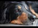 Des chiens du Valenciennois au Salon de l'agriculture