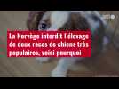 VIDÉO. La Norvège interdit l'élevage de deux races de chiens très populaires, voici pourqu