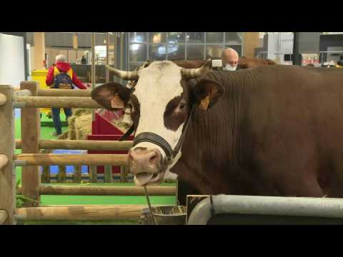 Neige the cow takes up quarters at Paris agriculture fair
