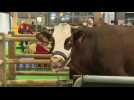 Neige the cow takes up quarters at Paris agriculture fair