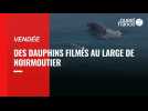 VIDÉO. Elle filme des dauphins au large de Noirmoutier et «c'était vraiment magique !»
