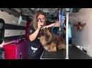 Bruaysis: Florence prend soin de vos chiens à bord d'une ambulance de pompiers