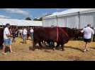 Foire de Sedan : défilé des bovins pour le concours européen salers