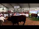 Les animaux primés défilent à la Foire de Sedan