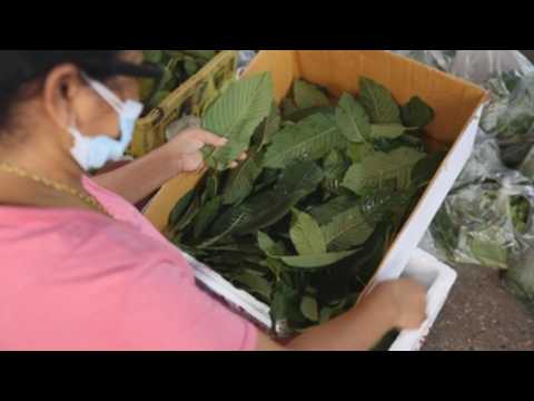 Kratom plant removed from narcotics list, now sold in Bangkok markets