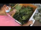 Kratom plant removed from narcotics list, now sold in Bangkok markets