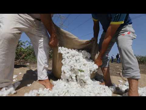 Footage of cotton production in Egypt