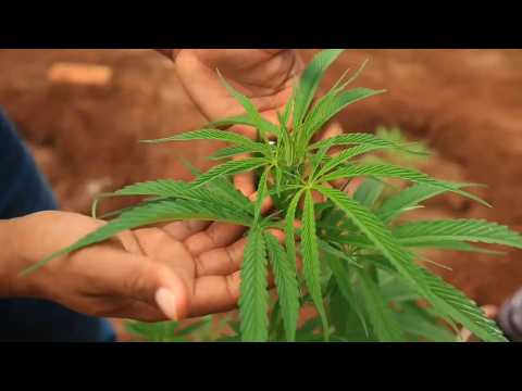 Cannabis, a 'green' alternative to tobacco in Zimbabwe farm