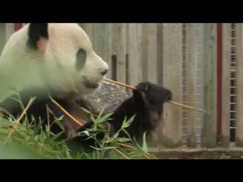 Twin pandas born in Madrid