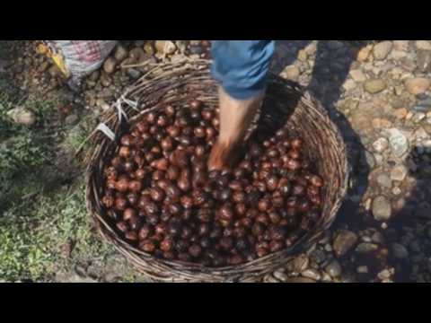 Kashmir : the main contributor to India's walnut production
