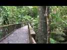 Australie: la forêt tropicale de Daintree rétrocédée aux indigènes