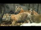 Des bébés tigres quintuplés présentés au public dans un zoo de Corée du Sud