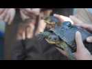 Les tortues mouchetées, princesses vulnérales de l'Illinois