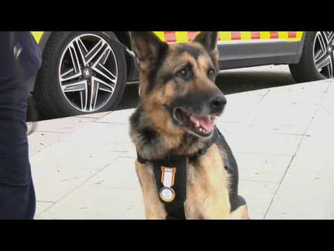 Spanish police dog Kenia retires at age 12
