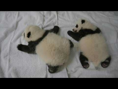 Baby pandas born in France nearly two months old