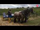 Lot : elle utilise des chevaux pour les vendanges et le travail des vignes