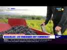 Beaujolais : les vendanges ont commencé
