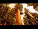 La Californie espère sauver ses emblématiques séquoias géants des incendies