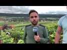 Noham en direct des vendanges au domaine Alain Navarre