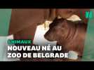 Naissance inattendue d'un bébé hippopotame au zoo de Belgrade