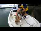 Pooch scoop: Japan rescuers save drowning dog from river