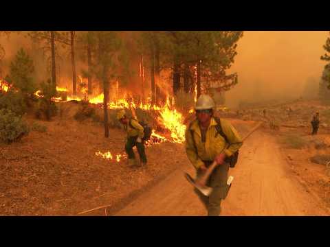 Firefighters race to protect giant sequoias in California fires