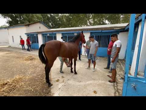 Annual sale of pure-bred Arabian horses at Sidi Thabet Stud farms