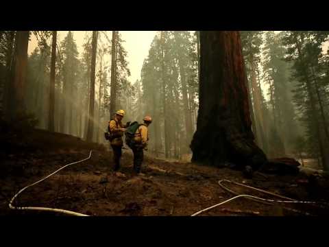 Windy Fire threatens redwoods in California