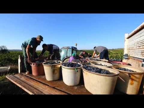 Grape harvest begins in France with dismal prognosis