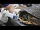 Medellín park readies rescued turtles for release into wild