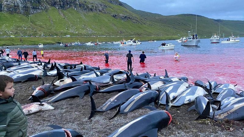 Sea Sheperd dénonce "le grind", le massacre de dauphins aux îles Féroé (Euronews FR)