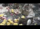 Bali feeds its hungry monkeys as coronavirus keeps tourists away