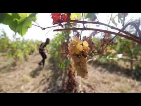 Grape harvest feast begins in Georgia