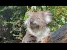 Koala population has declined by 30% since 2018: study