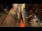 Californie : les plus grands arbres du monde menacés par les flammes
