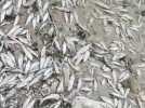 Pyrénées-Orientales : poissons morts dans l'Agly asséché