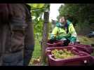 Valenciennes : les premières vendanges du Vignoble pour du jus de raisin