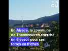 En Alsace, le village de Thannenkirch cherche un éleveur pour ses terres en friche