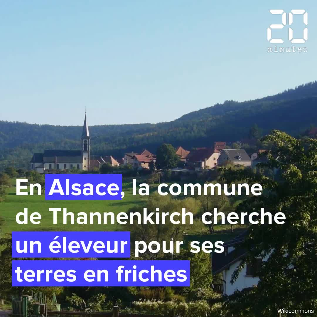Alsace : Un village cherche un éleveur pour défricher ses paysages